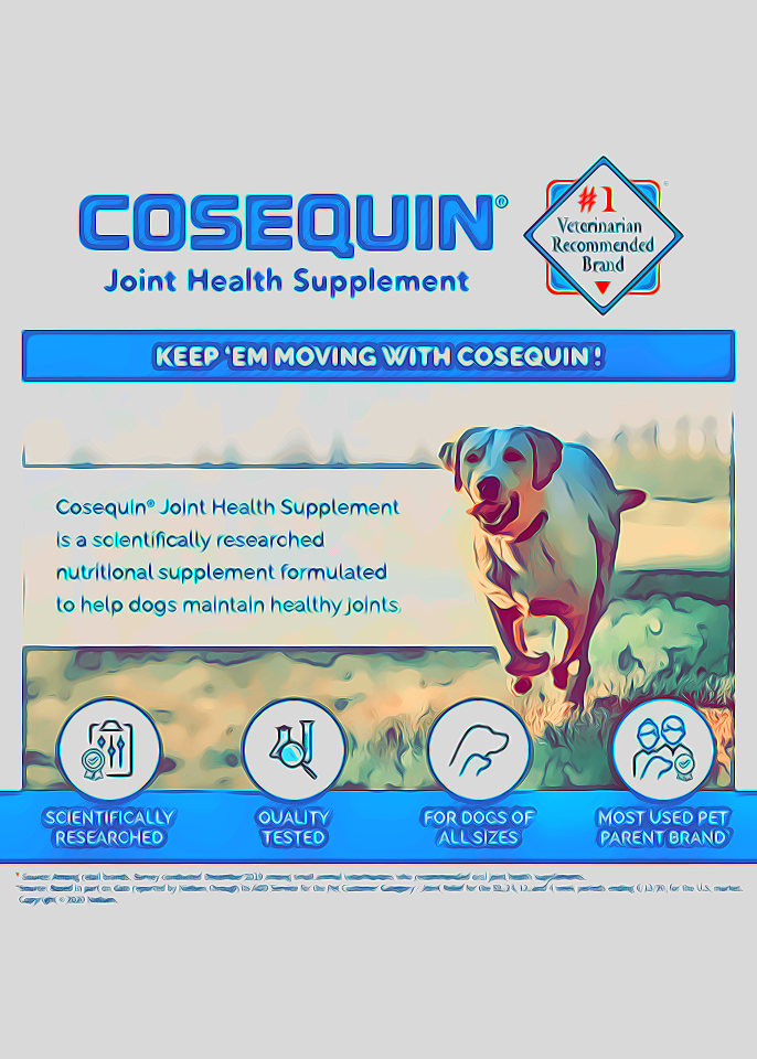 Best Joint Supplement Dogs